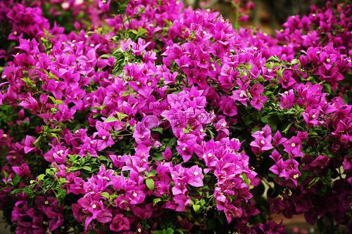 三角梅有三怕,想让它长叶子,要做好这几点