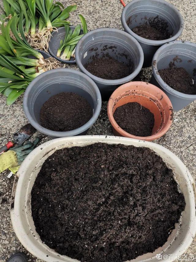 不用扦插的花,换盆扯一扯,1盆能变很多盆