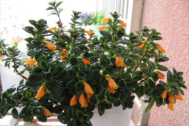 金鱼吊兰有三怕,及时避开,不黄叶长得旺,“小金鱼”不停地冒