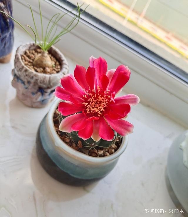 给多肉洗洗澡,搬新家喽!