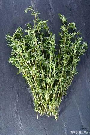 采收百里香最好赶在开花之前,如此截取下来的茎叶香气更浓郁!