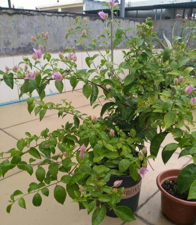 阳台上养三角梅,做好3点,照样开得挺好,花儿开爆