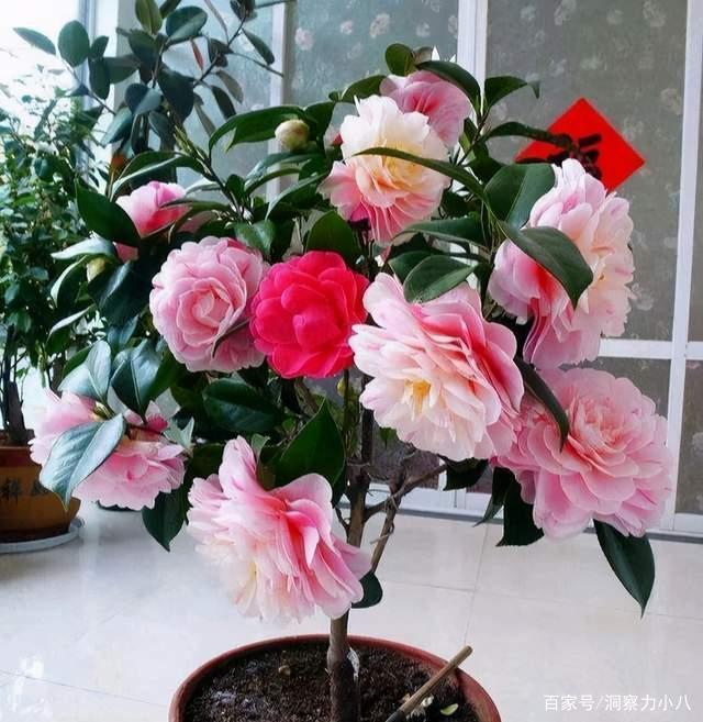 六月养茶花,这“三位置”留点水,不休眠长势欢,绽放层叠群花