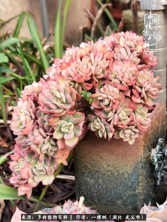 只要活着,就有机会变美——多肉的美丽折腾!