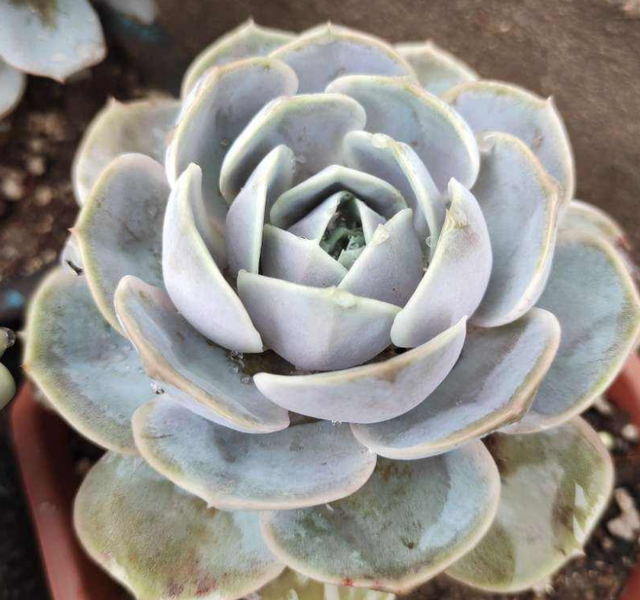 夏天不适合大量购买多肉,但这3种物件,缺一不可