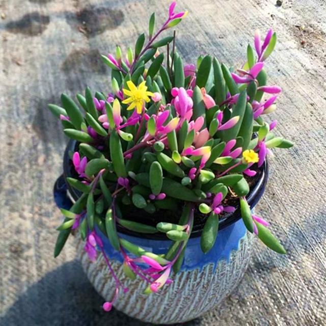 适合6月养的多肉植物,喜欢别犹豫,都是耐热爱开花的好品种