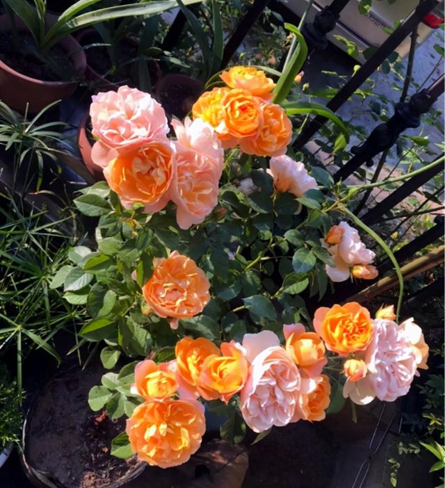 微月“果汁阳台”的日常养护,常见问题如下,注意预防