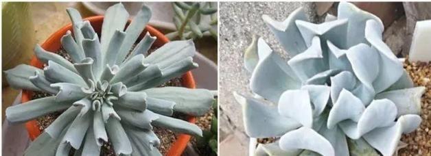 天热了,养多肉要会观察,出现这些症状,就是休眠了,别忽视