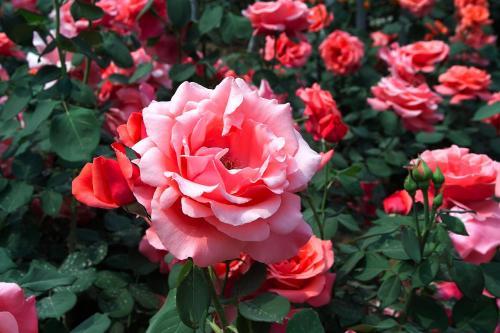 家中有小院的,别只种花草,这几个物件安排上,院子提升一个档次