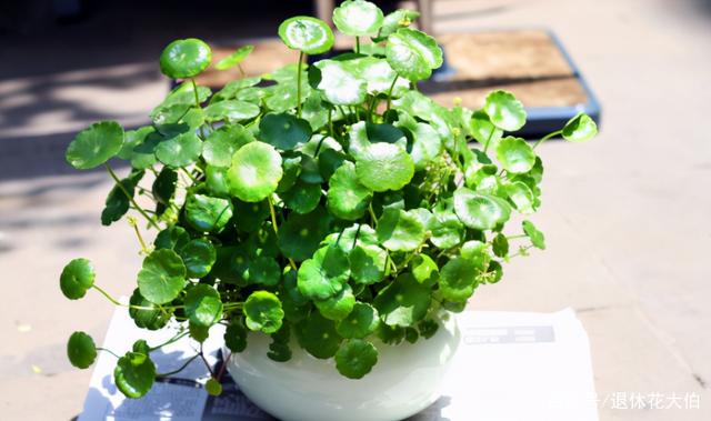 对气味太敏感,养花施肥就试试雨水,补水增肥,一举数得