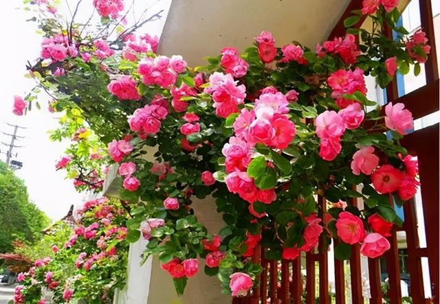 浪漫的花园,就是在都市中打造绿洲,把生活过成别人眼中的风景