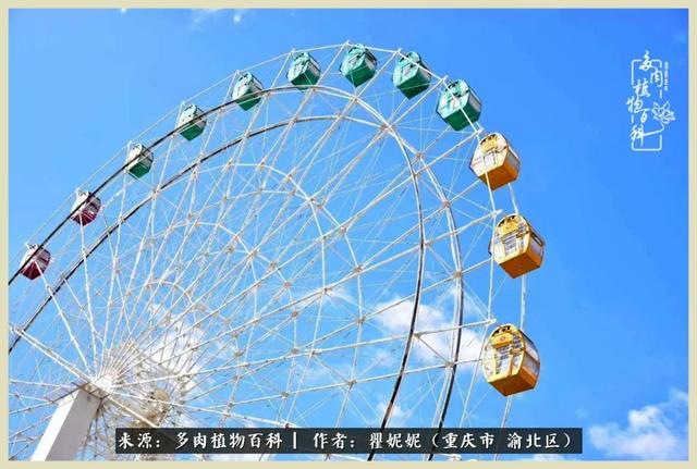 多肉,是我们的同一频率!