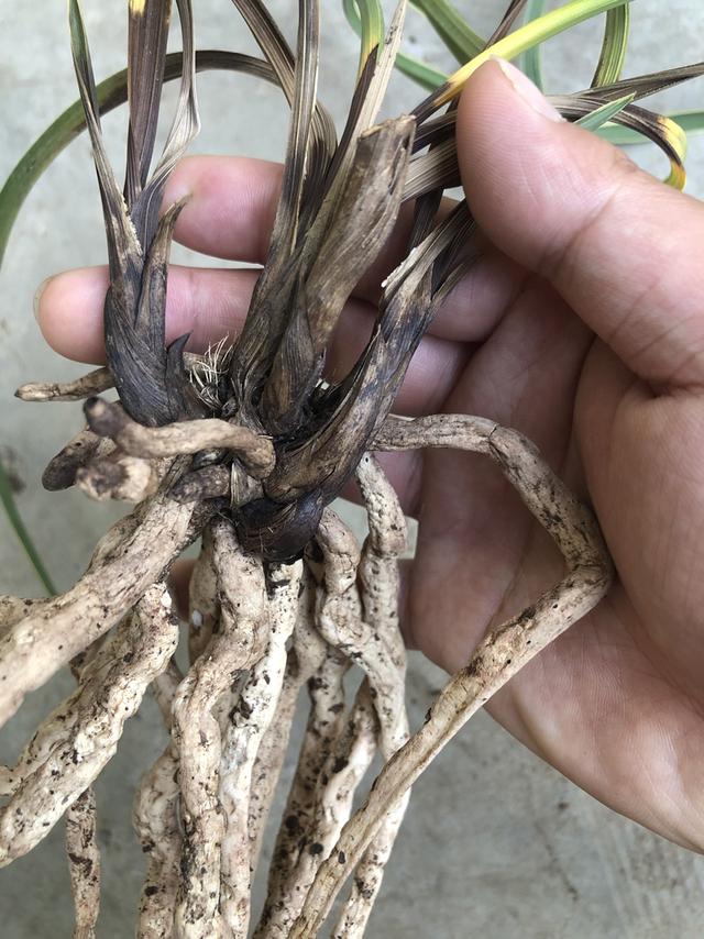 养兰对抗茎腐“四字诀”