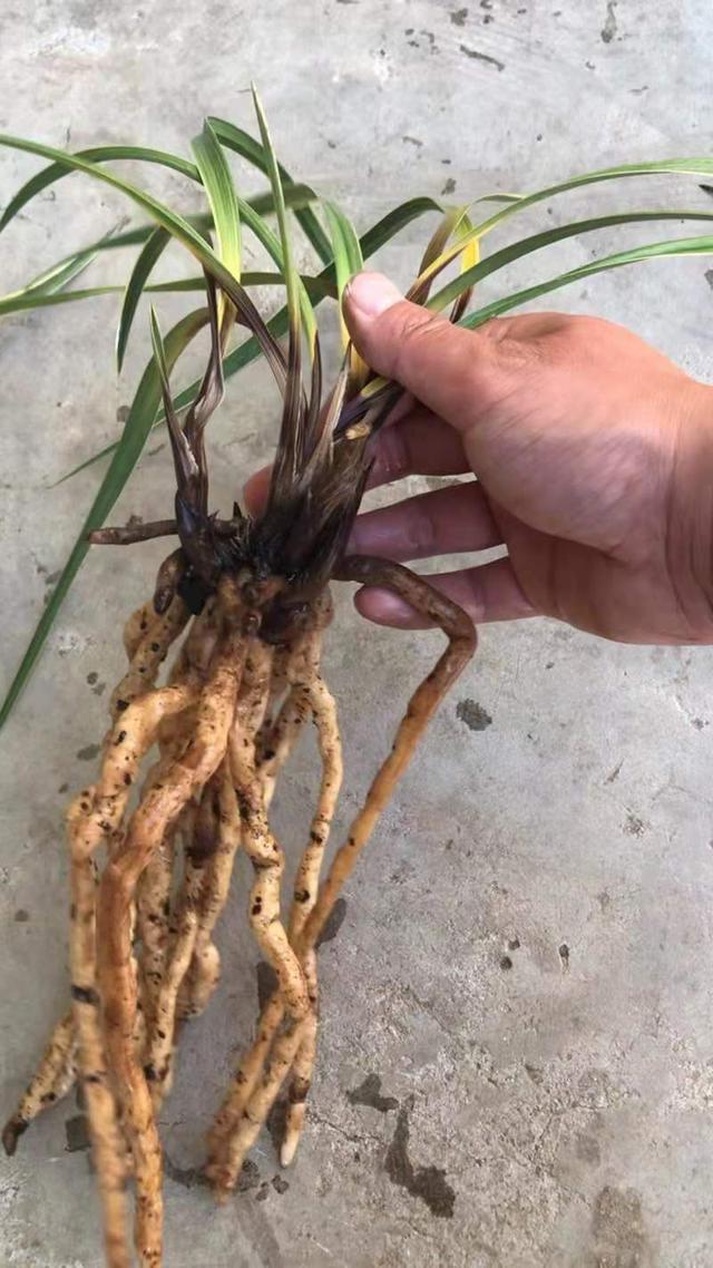 养兰对抗茎腐“四字诀”