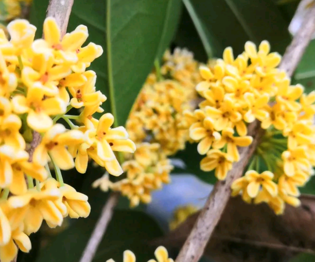 桂花一挪就死,究竟是为啥?