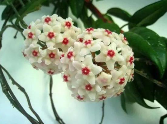 球兰夏季也能开花,掌握催花技巧,新梗长得快,一叶一枝花