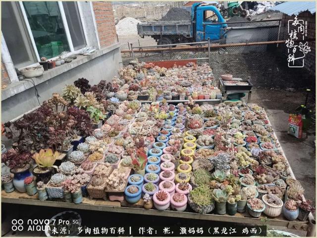 养多肉的这几年,我收获了不一样的生活,不一样的快乐!