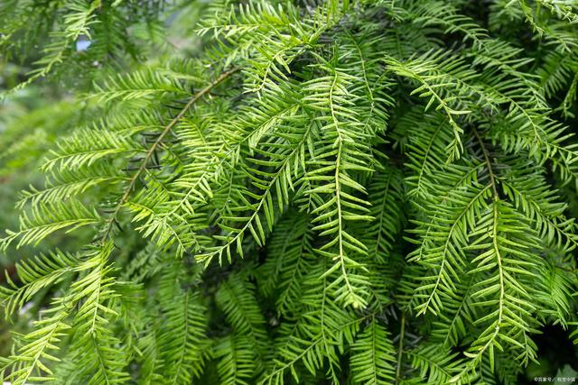 夏天盆栽红豆杉叶子容易耷拉?详解解决办法,叶子挺立才生长旺盛