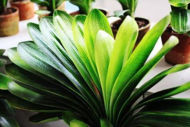 7、8月养君子兰,就怕做错4件事,容易造成烂根黄叶