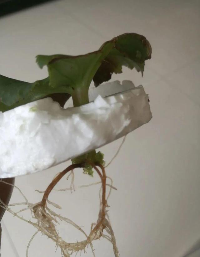 8种花夏天太容易死,现在赶紧扦插,死了也不心疼!