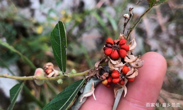 农村曾常见的“野南瓜”,用途可不小!来了解下它都有什么价值?