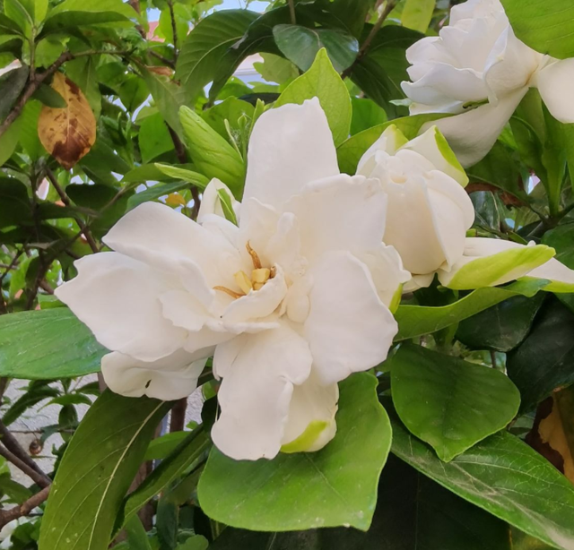 好不容易长出花苞,居然“消苞”了,太心疼