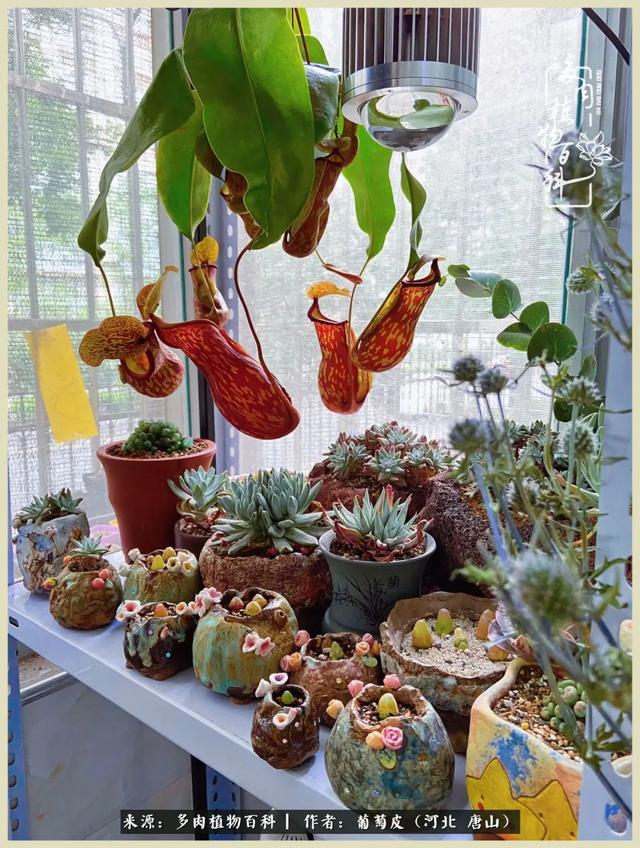 爱上多肉手工花盆:人这一生,总有一杯毒,是没有解药的!