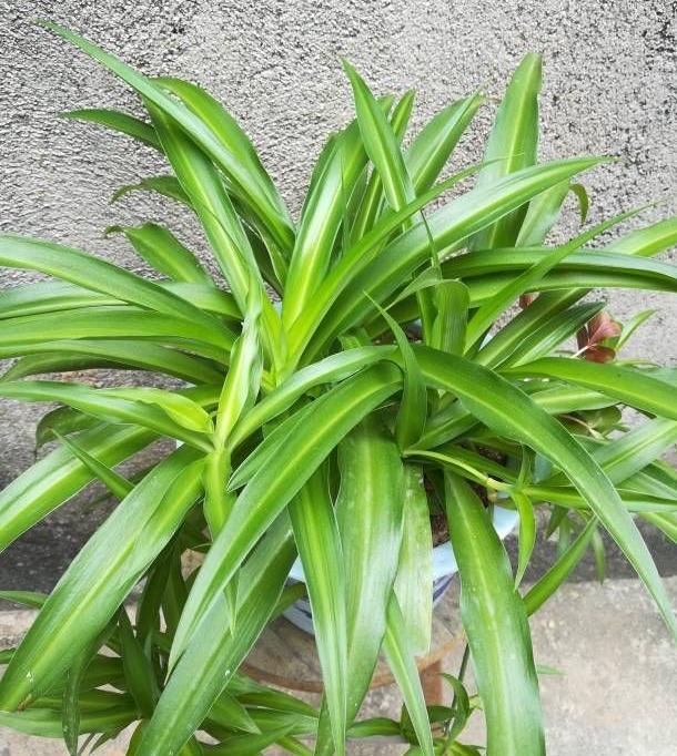 夏季如何养绿萝吊兰?做好这一点,叶片厚实,青翠欲滴