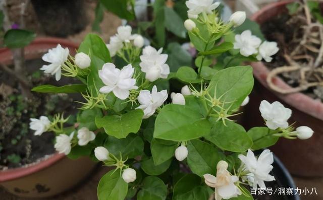 想让茉莉早分化,打好“三基础”,咕噜冒花苞,一次绽放上百朵