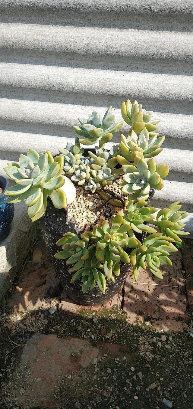 三伏天多肉易化水,停止“一动作”及时止损,才能安全度夏不黑腐