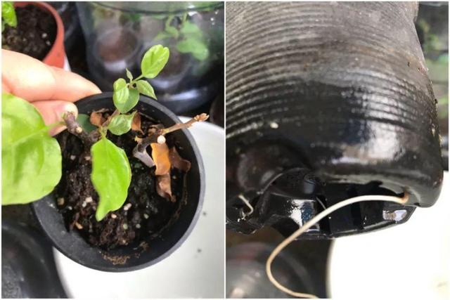 60岁老花匠教我的三角梅扦插方法,简单又靠谱,不看一眼可惜了