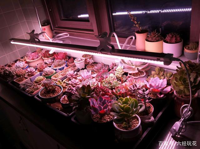 多肉补光灯真没用?老玩家都这样用,多肉轻松出状态不徒长