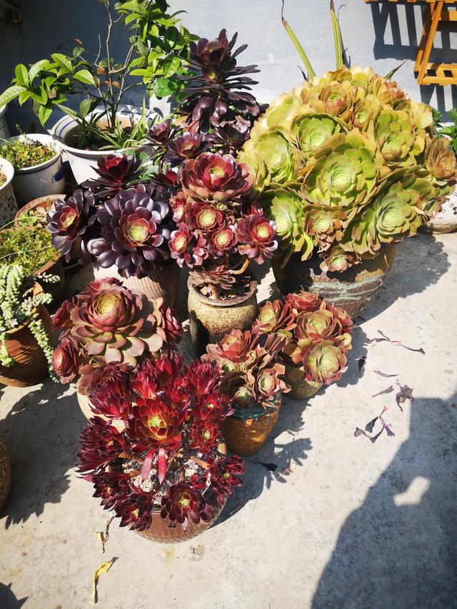 多肉法师一碰就掉叶,满足“一条件”,叶片紧凑,易缀化成手捧花