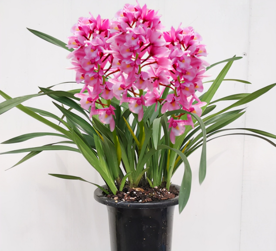 将阳台打造成空中花园,花红叶绿美如画,是你一直在找的仙境吗