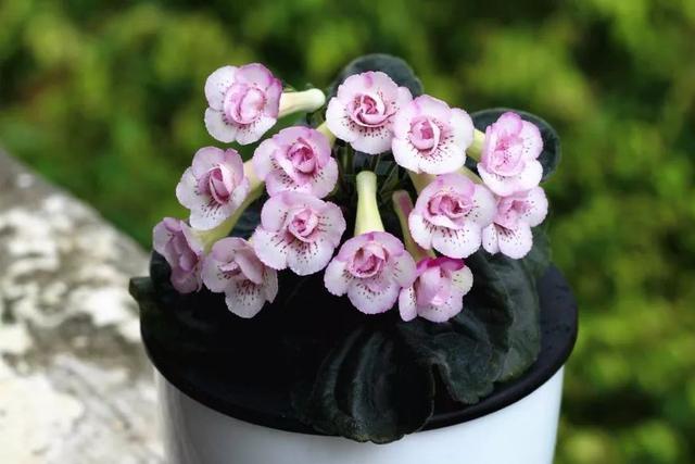 梅雨季节要来了,你家花草准备好了吗?一篇植物"逃生"指南送给你