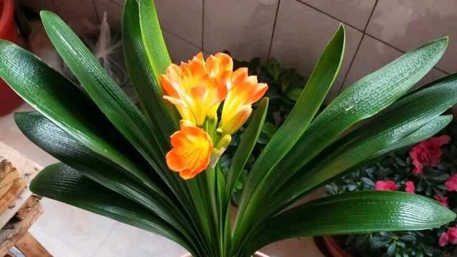 栽培君子兰出现问题,基本是这4个方面的原因,解决方案都在这里