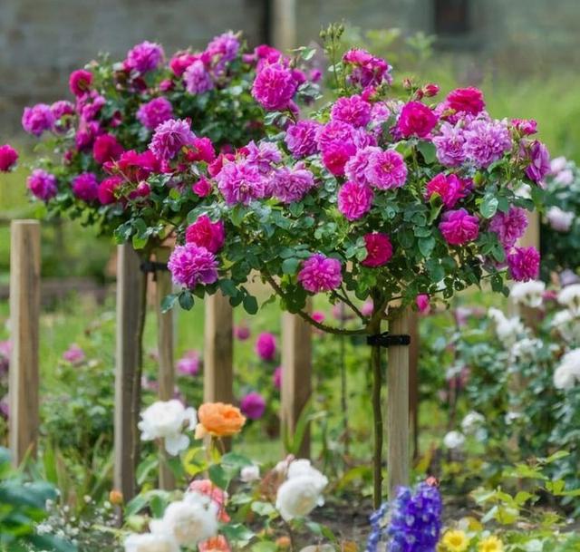 40㎡一楼“小院改造”:在繁华都市有这样一个院子,足够了