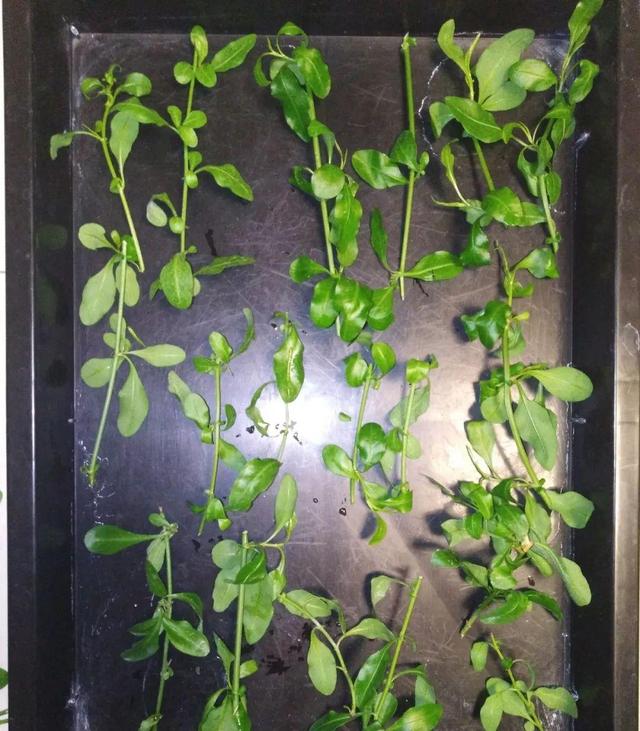 四种美丽又皮实的花,6月扦插生根快,好养活,别错过