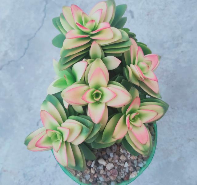 多肉释放“求救信号”,预示时日不多,抓紧抢救,别再耽误了