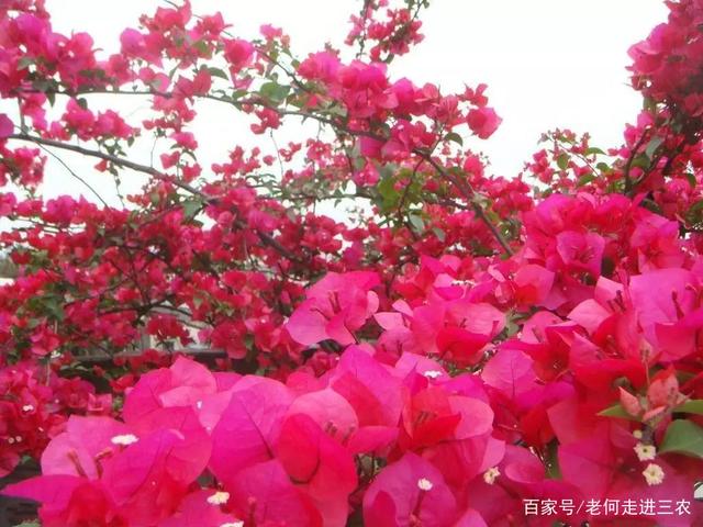 巴西进口三角梅,全年开花230天,家里不妨种一颗