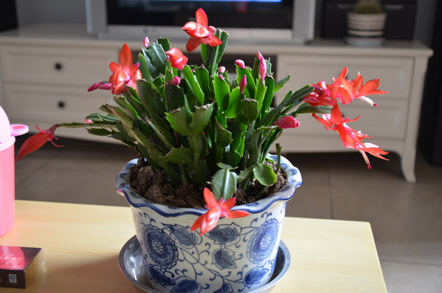 养蟹爪兰也需要技巧,注意好这3点,花开美丽