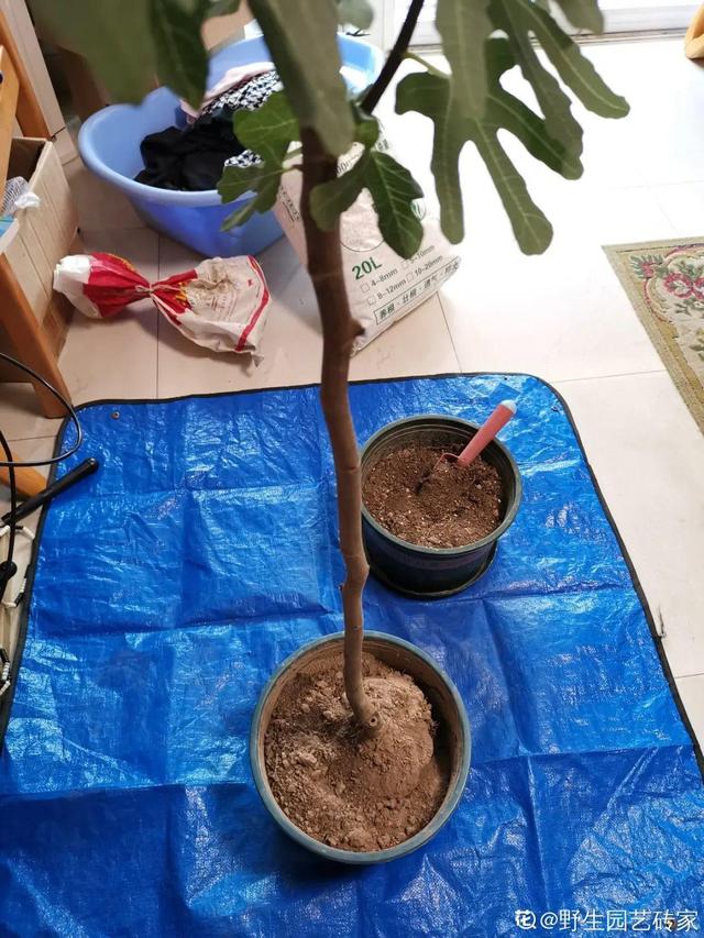 9种土别拿来养花,对花不好,容易黄叶烂根