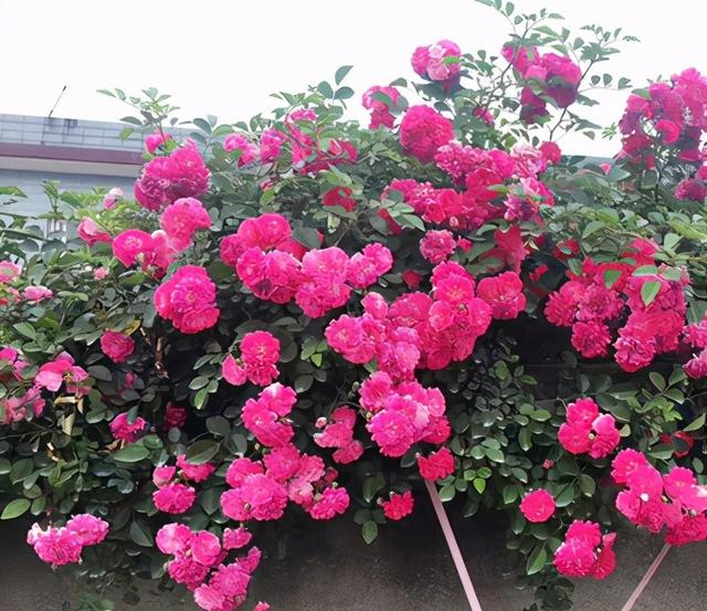 浪漫的花园,就是在都市中打造绿洲,把生活过成别人眼中的风景