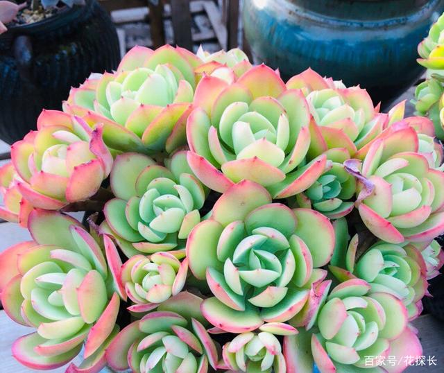 养殖多肉碧桃,6、7月盆栽避开此3处,茎叶长得旺、染色美!