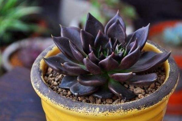 多肉黑王子不走寻常路,不是东云却也胜似东云