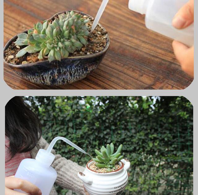 夏天养多肉,做到“3不1多”,安全度夏不是问题