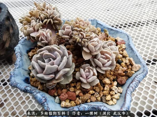 只要活着,就有机会变美——多肉的美丽折腾!