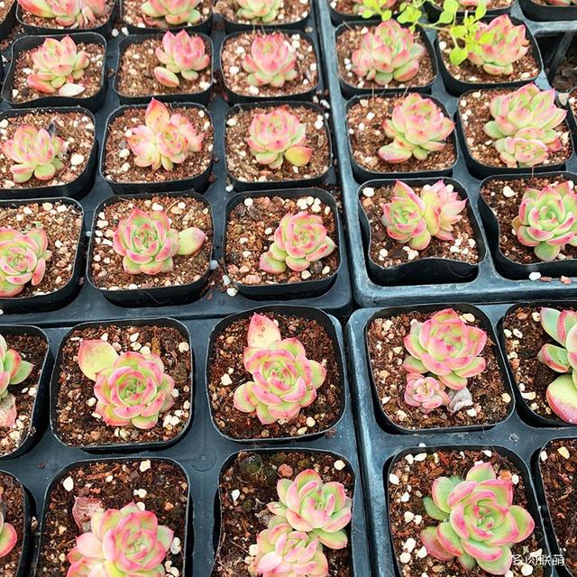 佛罗瑞安娜,东云系多肉