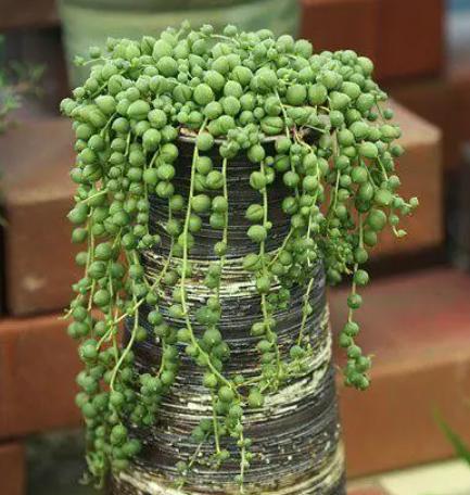 你养过佛珠吊兰吗?它在夏季完全休眠,想安稳度夏,不能做2件事