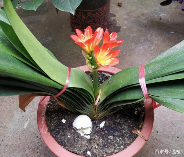 君子兰天热要休眠,状态越来越差?坚持2不要,安全度夏